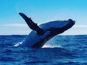 Whale Watching